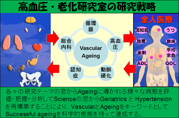 高血圧・老化研究室の研究戦略