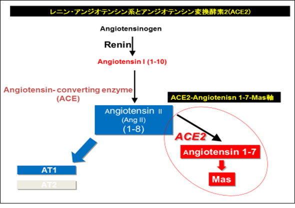 ACE2-A1-7-mas軸