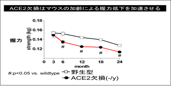 加齢による筋力低下への影響