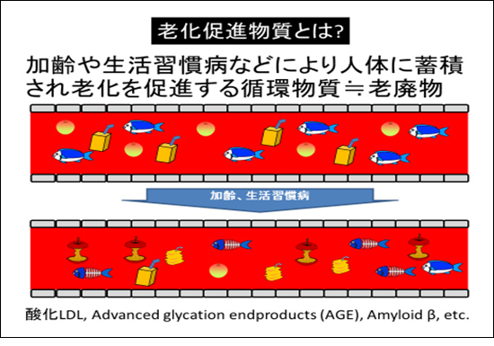 老化促進物質の産生