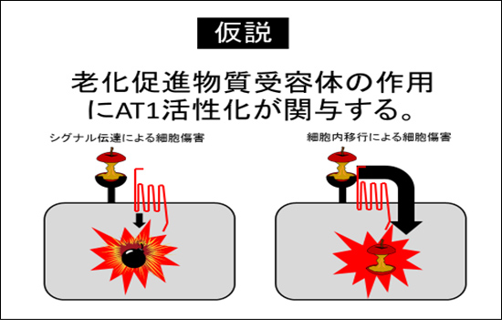 AT1活性化の関与仮説